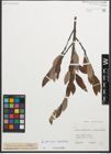 Foto von Salix glaucosericea Flod. x Salix hegetschweileri Heer